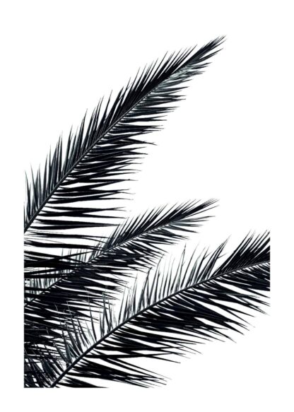 Black palms tree poster