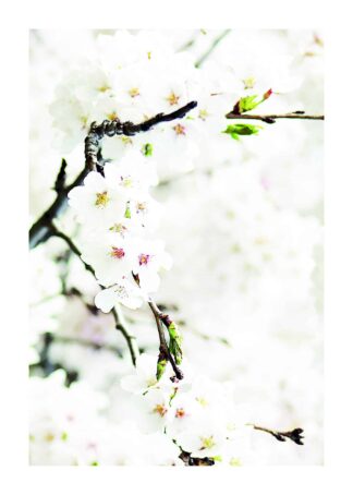 White cherry blossom poster