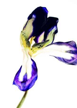 Violet-edge orchid on white background poster