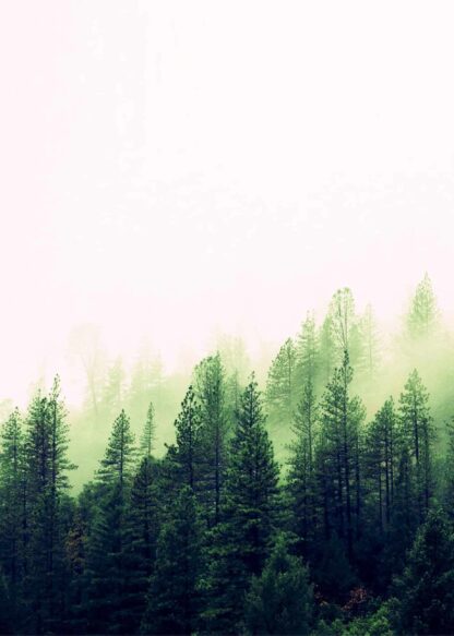 Misty pine forest poster
