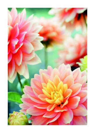 Lotus blossom poster