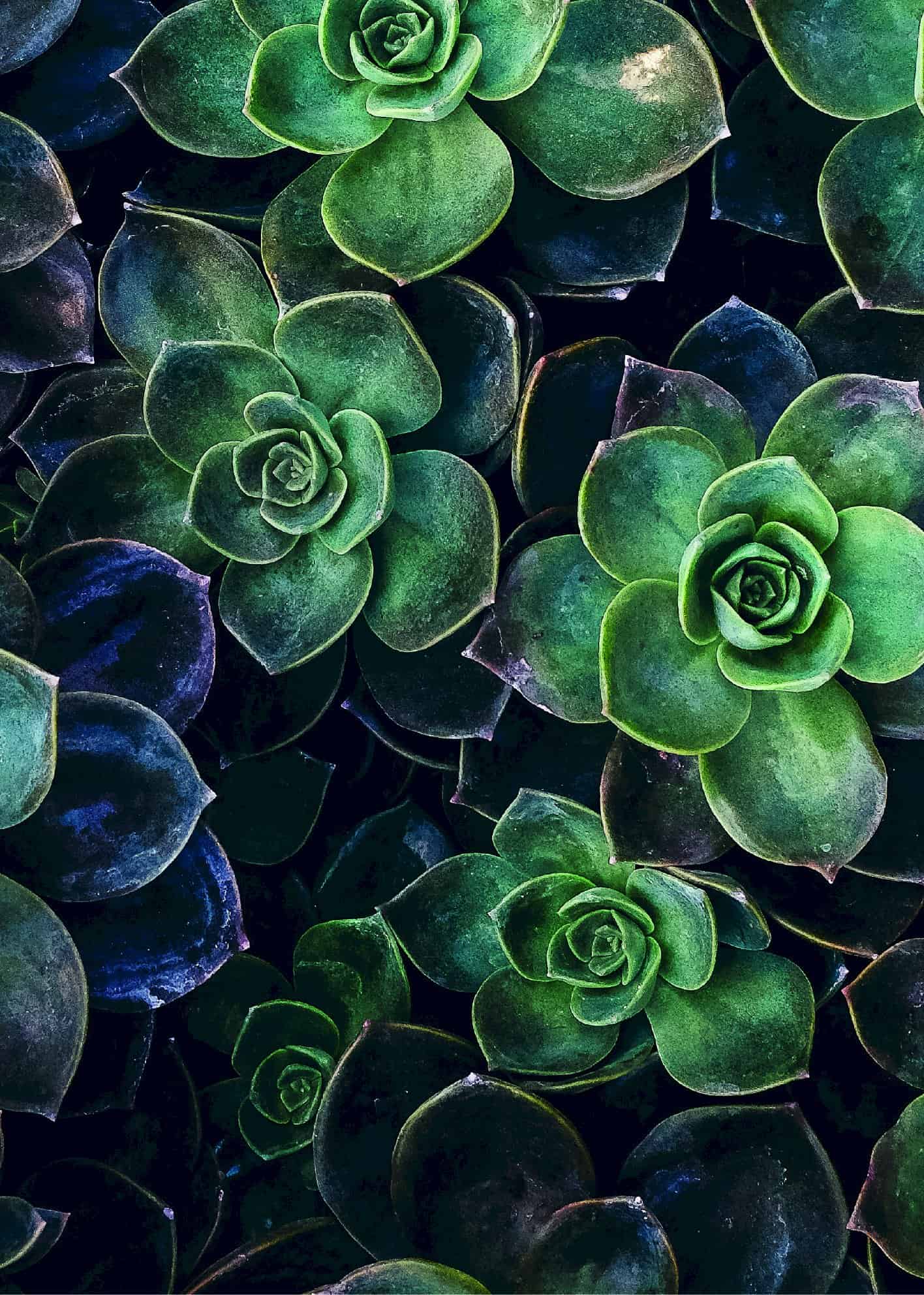 Succulent flowers from above poster | Print by Artsy Bucket