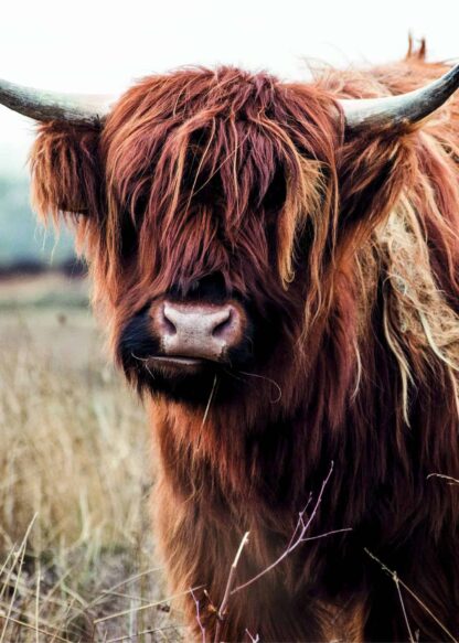 Gorgeous highland cow poster