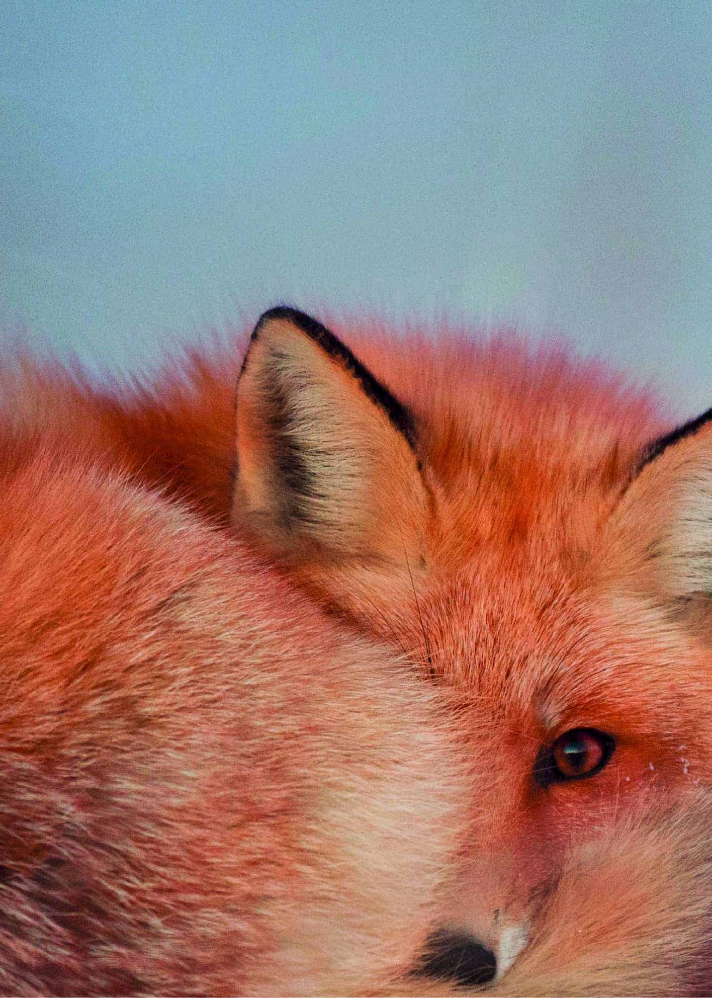 Fox in winter poster Print by Artsy Bucket