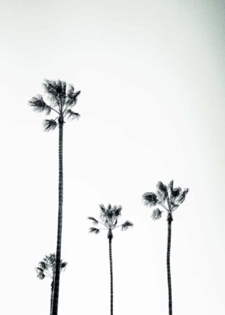 Palm-winds black and white poster