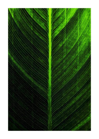 Banana leaf flat lay poster