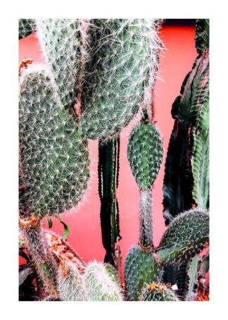 Cactus plants poster