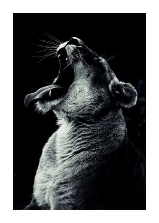 Yawn lion poster