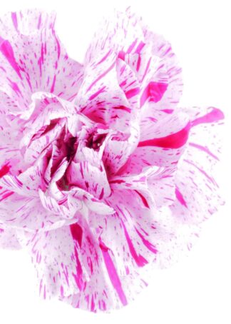 Pink and white flower head poster