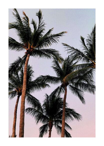 Palm trees under purple sky poster