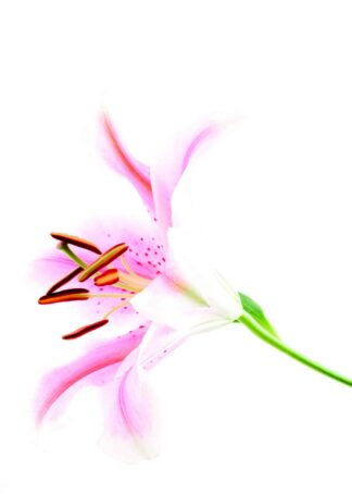 Stargazer  lily laid down on white background poster