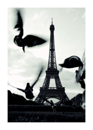 Paris-birds  poster