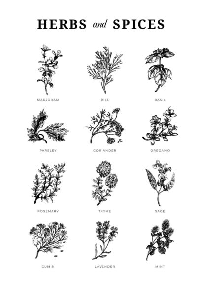 Herbs and spices illustration poster