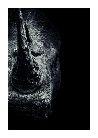 Rhinoceros dark portrait poster