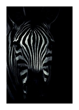Zebra dark portrait poster