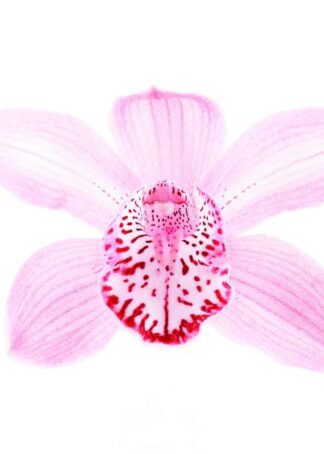 Orchid with leopardlike petal on white background