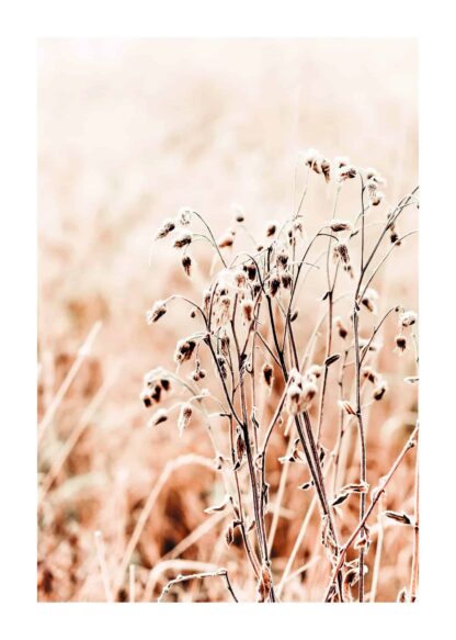 Dried grass on sunny day poster