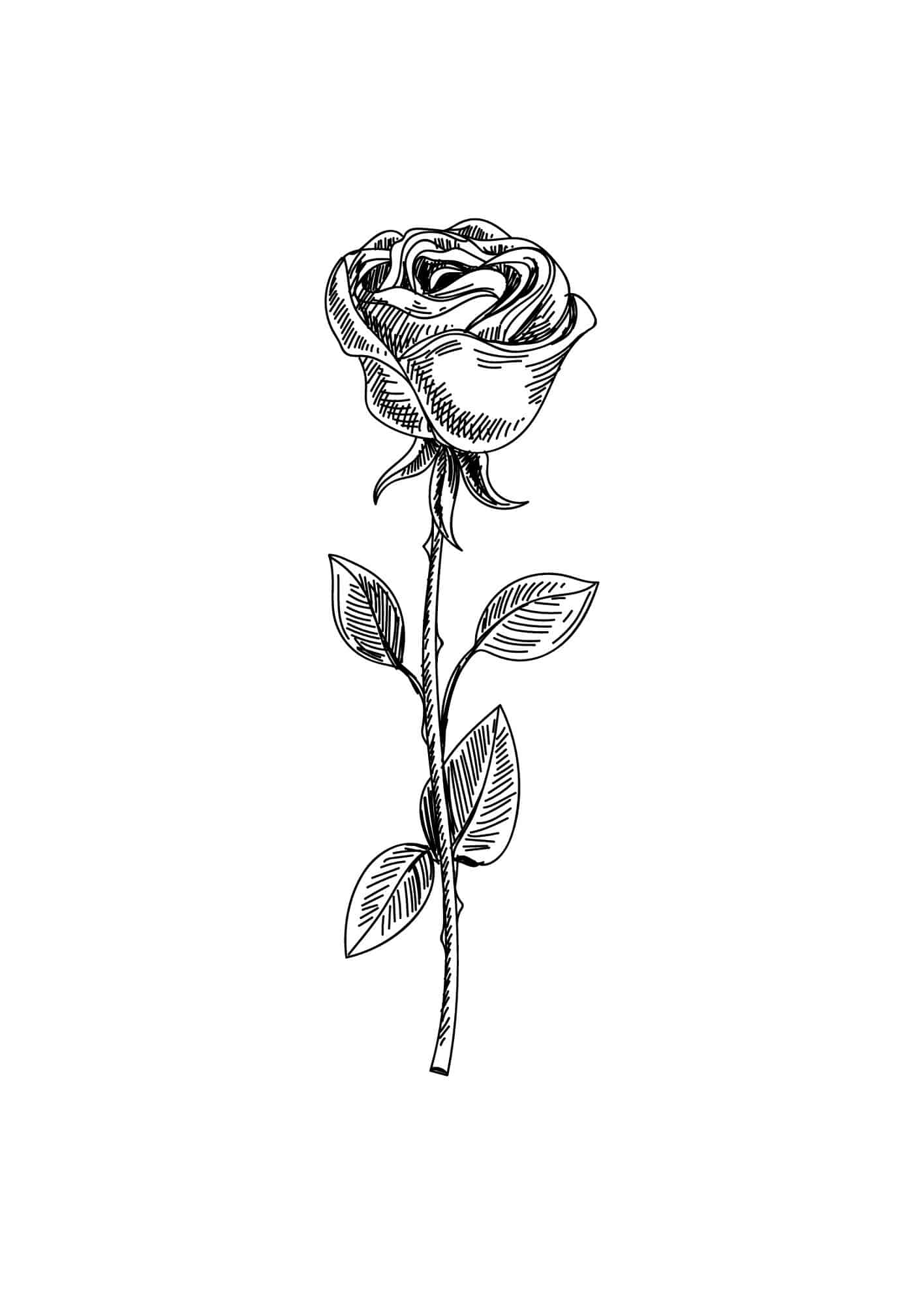 Стебель розы карандашом