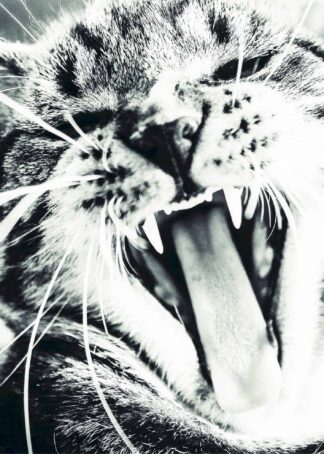 Yawning cat poster