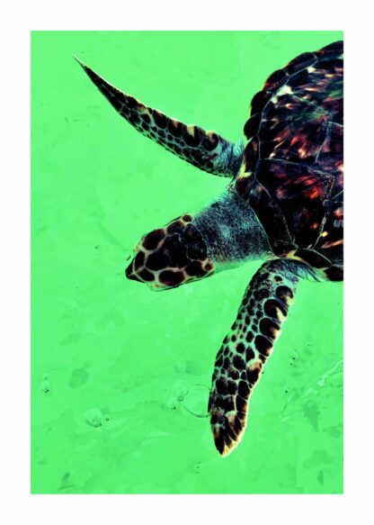 Hawksbill sea turtle poster