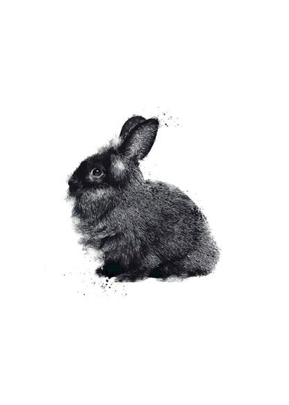 Hairy rabbit poster