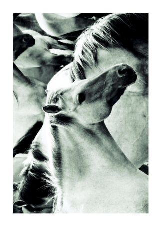 Stallion poster