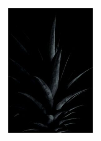 Agave azul poster