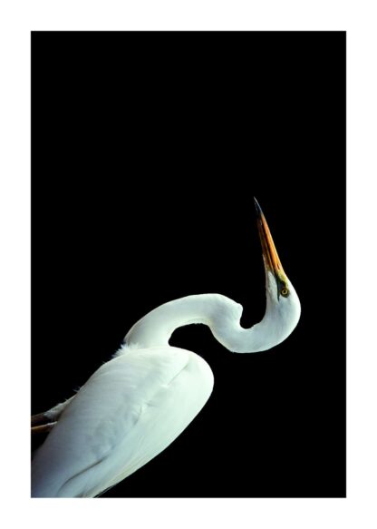 White stork poster
