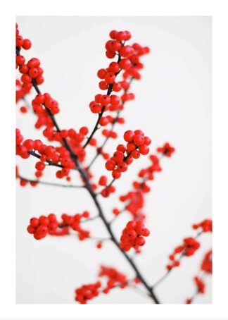 Red berries poster