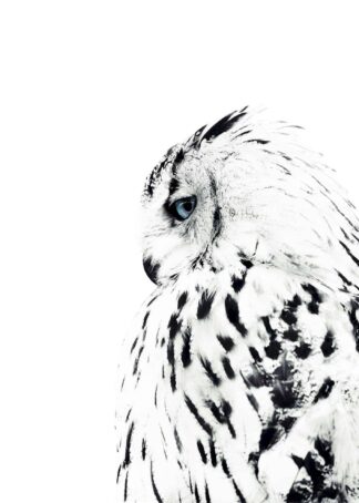 White owl side view poster