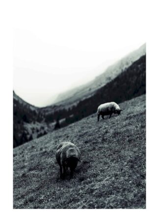 Sheeps grazing in the mountain poster