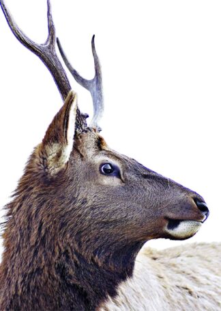 Deer portrait poster