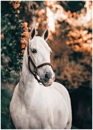 White horse sunlight poster