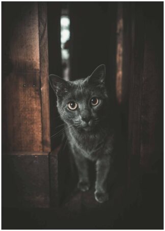 Black cat poster