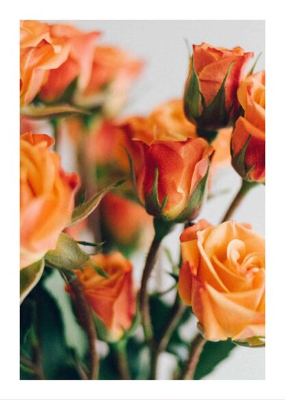 Orange roses poster