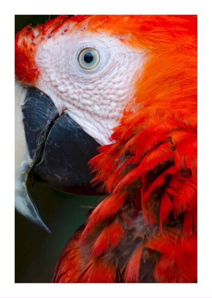 Parrot poster