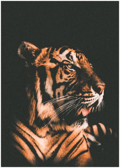 Tiger dark background poster
