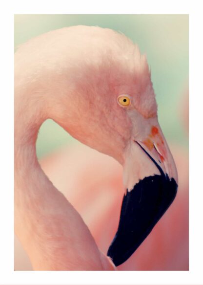 Pastel flamingo poster