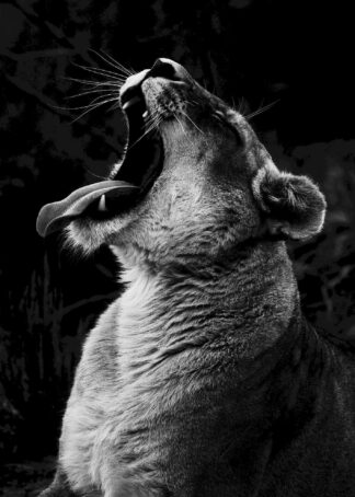 Yawning lioness poster