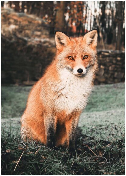 Fox photography poster
