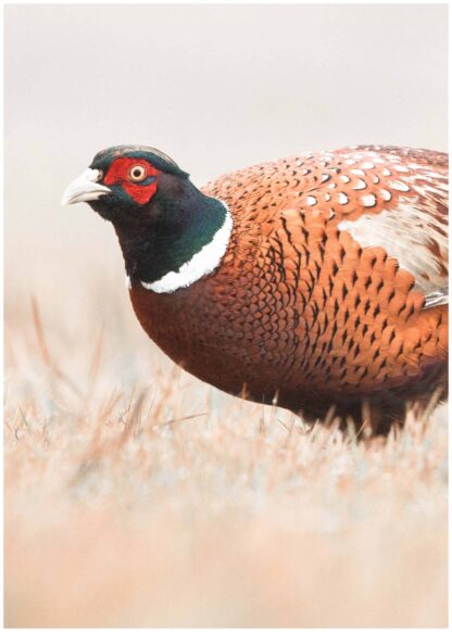 Pheasant poster