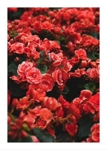 Beautiful red flowers in garden poster