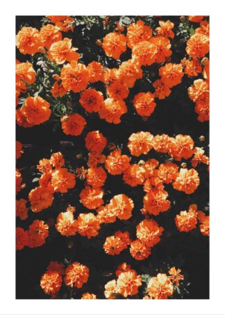 Orange flowerbed poster