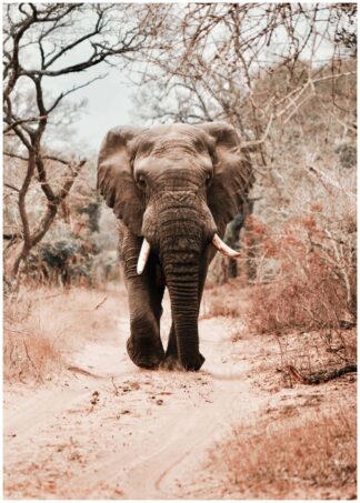 Elephant on the road poster