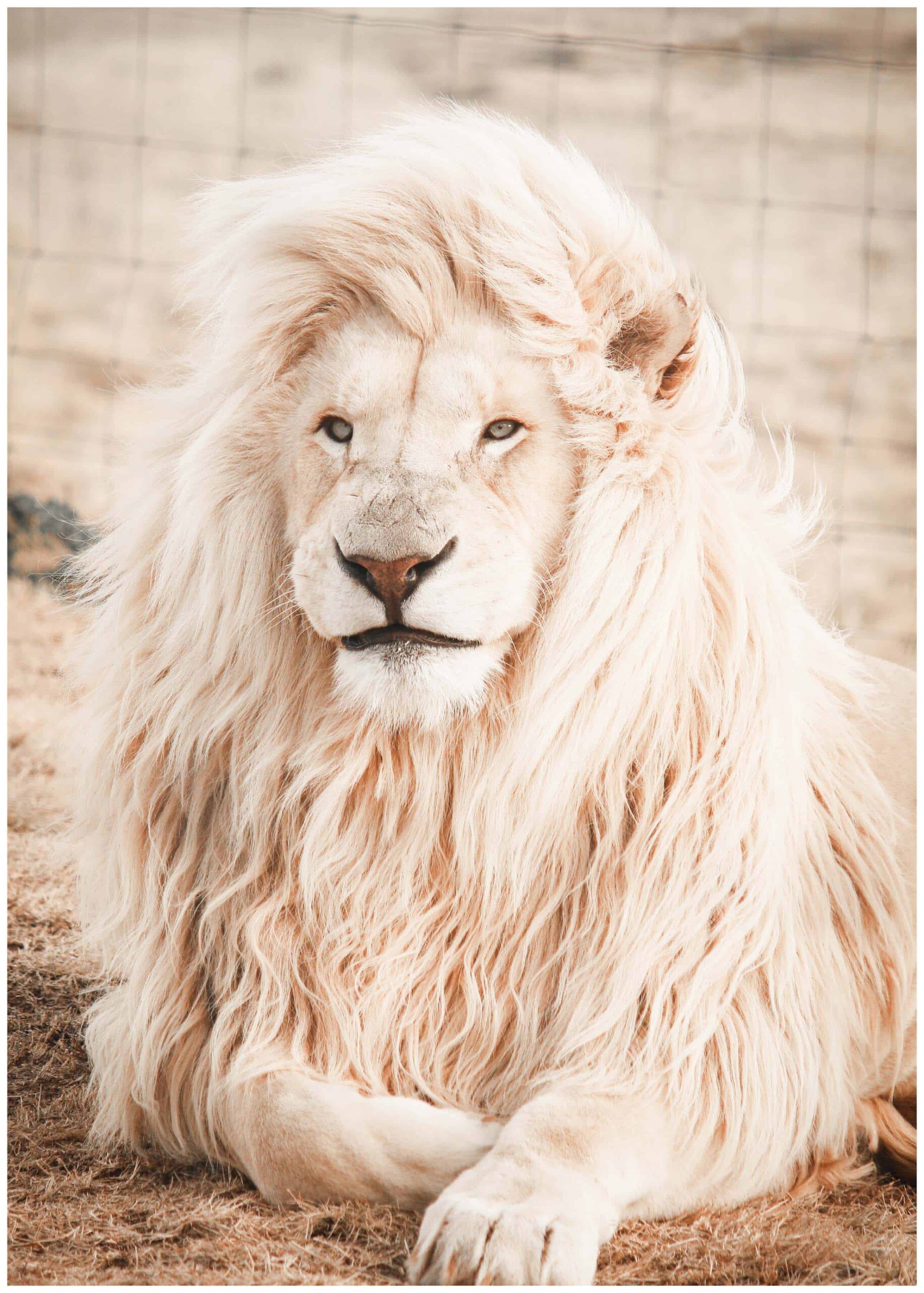 White lion poster | Print by Artsy Bucket