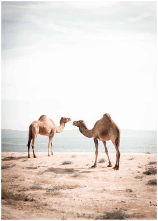 Camels walking on the beach poster