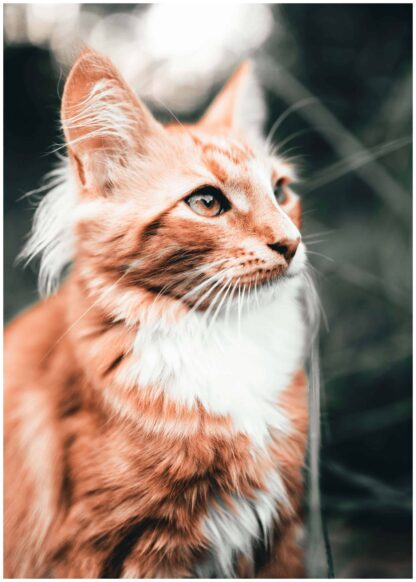 Orange cat poster