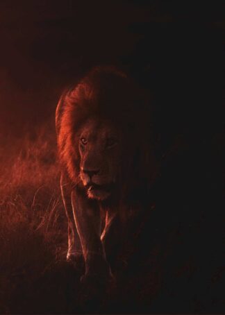 Lion in dark light poster