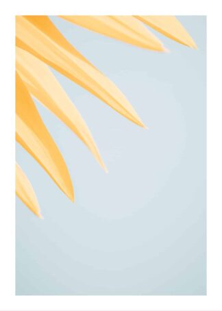 Pastel sunflower poster