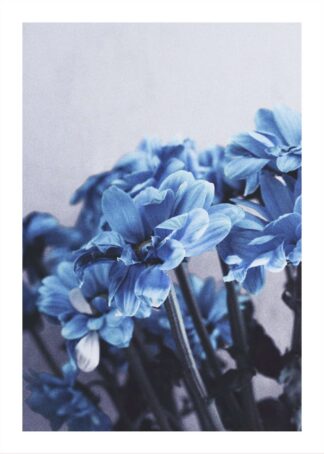 Blue flowers photography poster